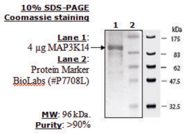 Sigma-Aldrich MAP3K14(NIK) Active human,重组,在杆状病毒感染的昆虫细胞中表达,≥70%(SDS-PAGE)