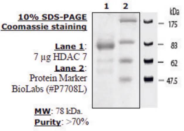 Sigma-Aldrich HDAC-7 human,重组,在杆状病毒感染的昆虫细胞中表达,≥70%(SDS-PAGE)