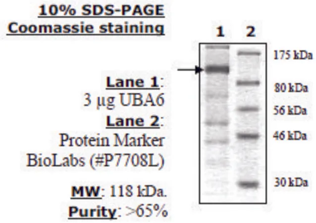 Sigma-Aldrich UBA6 (UBE1L2) Active human，重组，在杆状病毒感染的昆虫细胞中表达，≥70%（SDS-PAGE）