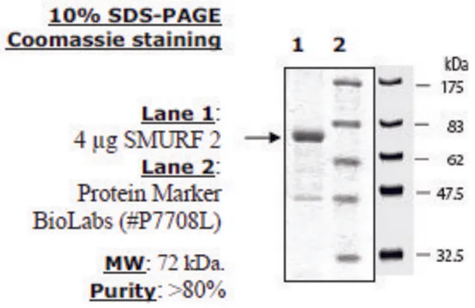 Sigma-Aldrich SMURF2 Active human,重组,在杆状病毒感染的昆虫细胞中表达,≥80%(SDS-PAGE)