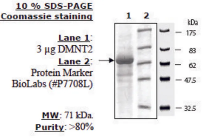 Sigma-Aldrich DNMT2 Active human,重组,在杆状病毒感染的昆虫细胞中表达,≥80%(SDS-PAGE)