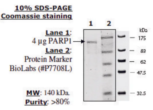 Sigma-Aldrich PARP1 Active human,重组,在杆状病毒感染的昆虫细胞中表达,≥80%(SDS-PAGE)