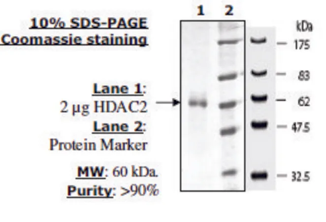Sigma-Aldrich HDAC 2 His tag human,重组,在杆状病毒感染的昆虫细胞中表达,≥80%(SDS-PAGE)