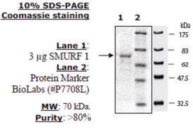 Sigma-Aldrich SMURF1 Active human,重组,在杆状病毒感染的昆虫细胞中表达,≥80%(SDS-PAGE)
