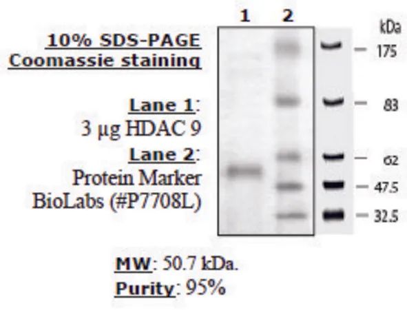 Sigma-Aldrich HDAC-9 human,重组,在杆状病毒感染的昆虫细胞中表达,≥80%(SDS-PAGE)