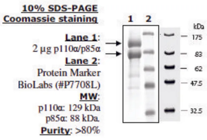 Sigma-Aldrich PI3 kinase (p110a/p85a) Active human,重组,在杆状病毒感染的昆虫细胞中表达,≥80%(SDS-PAGE)