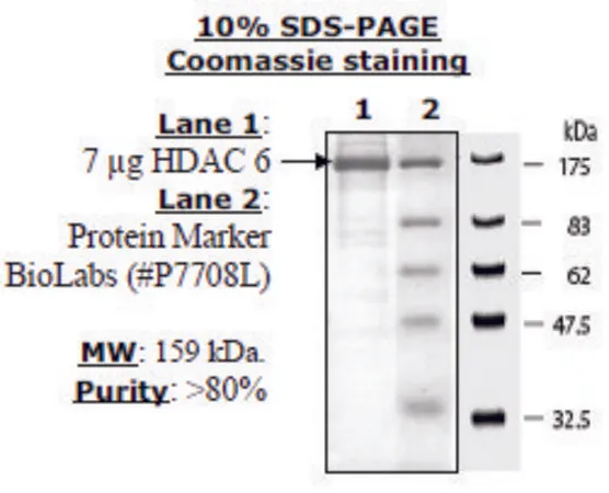 Sigma-Aldrich HDAC-6 human,重组,在杆状病毒感染的昆虫细胞中表达,≥80%(SDS-PAGE)