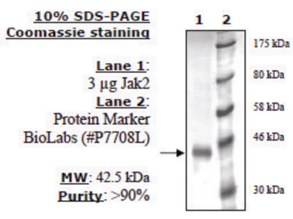 Sigma-Aldrich Jak2 Jh1 Active human,重组,在杆状病毒感染的昆虫细胞中表达,≥80%(SDS-PAGE)