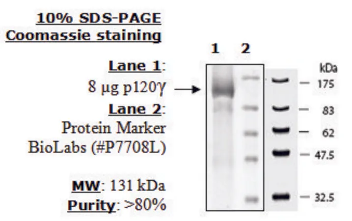 Sigma-Aldrich PI3 kinase (p120g) Active human,重组,在杆状病毒感染的昆虫细胞中表达,≥90%(SDS-PAGE)