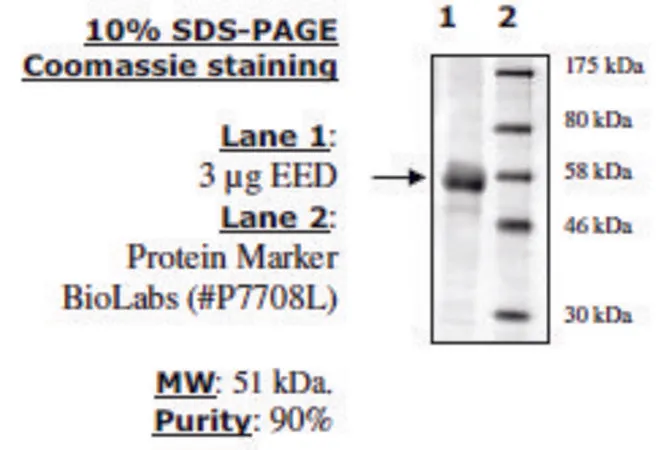 Sigma-Aldrich EED human,重组,在杆状病毒感染的昆虫细胞中表达,≥90%(SDS-PAGE)