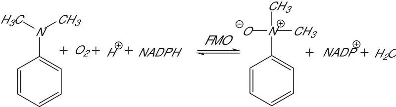 Sigma-Aldrich Flavin-Containing Monooxygenase-1, Microsomes human，重组体，在杆状病毒感染的昆虫细胞中表达，缓冲水溶液