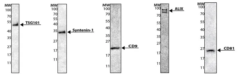 Sigma-Aldrich Exosome standards, fluorescent,重组,在人细胞中表达