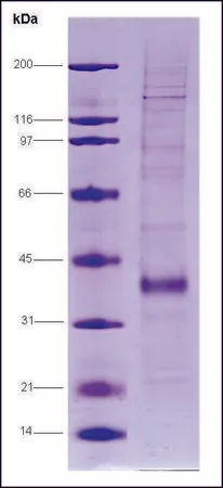 Sigma-Aldrich Fos-related antigen 1 human,重组,在昆虫细胞中表达,≥70%(SDS-PAGE)