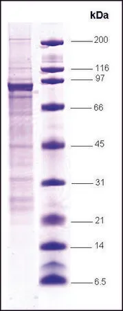 Sigma-Aldrich STAT1 human,重组,在昆虫细胞中表达,≥70%(SDS-PAGE)