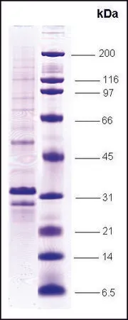 Sigma-Aldrich VHL human,重组,在昆虫细胞中表达,≥70%(SDS-PAGE)