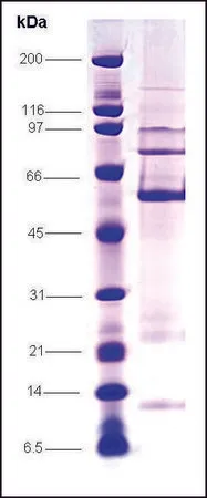 Sigma-Aldrich LRH-1 human,重组,在昆虫细胞中表达,≥70%(SDS-PAGE)
