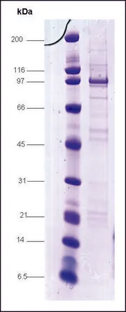 Sigma-Aldrich Sp1 GC-box binding protein human,重组体,在昆虫细胞中表达,≥75%(SDS-PAGE)