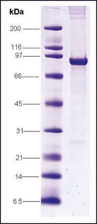 Sigma-Aldrich SV40 T-antigen from simian virus,重组体,在昆虫细胞中表达,≥80%(SDS-PAGE)