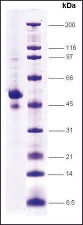 Sigma-Aldrich p53 (1-363) C-terminal deletion human,重组体,在昆虫细胞中表达,≥80%(SDS-PAGE)