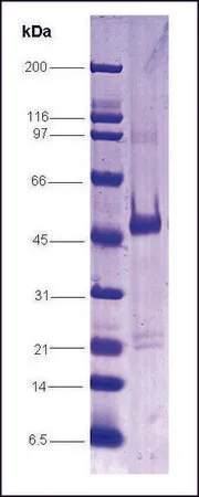 Sigma-Aldrich Pregnane X Receptor human,重组体,在昆虫细胞中表达,≥80%(SDS-PAGE)
