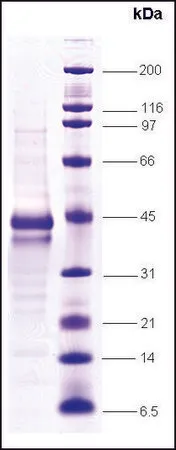 Sigma-Aldrich C-jun, proto oncogene human,重组体,在昆虫细胞中表达,≥80%(SDS-PAGE)
