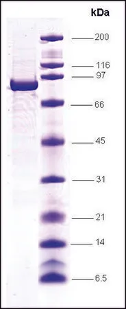 Sigma-Aldrich STAT4 human,重组,在昆虫细胞中表达,≥85%(SDS-PAGE)