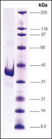 Sigma-Aldrich Arginine Splicing Factor, His tagged human,重组,在昆虫细胞中表达,≥85%(SDS-PAGE)