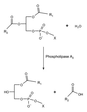 Sigma-Aldrich 磷脂酶 A 2 from honey bee venom (Apis mellifera),无盐冻干粉,600-2400单位/mg蛋白质