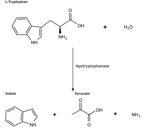 Sigma-Aldrich Apotryptophanase from Escherichia coli,可溶性粉末,75-150单位/mg固体