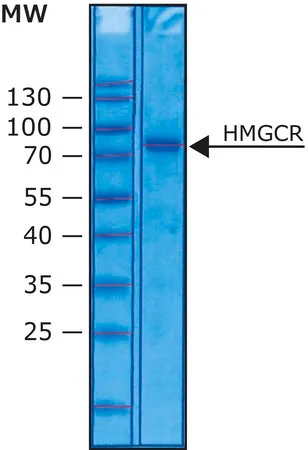Sigma-Aldrich 3-羟基-3-甲基戊二酰-CoA 还原酶 人,解决方案