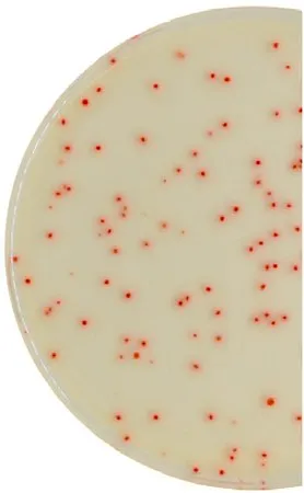 默克密理博 C. perfringens Millichrome™ plus Supplement 2,适用于微生物学