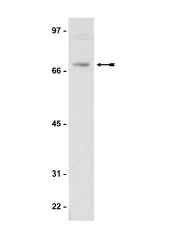 默克密理博 碳水化合物消耗肉汤,适用于微生物学,NutriSelect® Plus