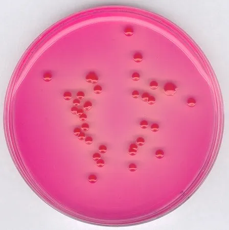 默克密理博 氯硝胺孟加拉红琼脂(基础),NutriSelect® Plus,符合ISO 21527,粉末,酵母菌,霉菌,500 g/包,适用于微生物学