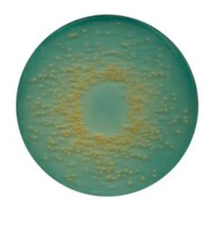 默克密理博 CLED 琼脂，NutriSelect® Plus，粉末，用于乳糖发酵菌，每包500克，适用于微生物学