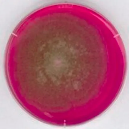 默克密理博 Rose Bengal Chloramphenicol Agar acc. GB,适用于微生物学,NutriSelect® Plus