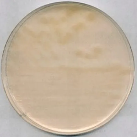 默克密理博 R-2A 琼脂，NutriSelect® Plus，粉末，用于异养菌，500 g包装，适用于微生物学