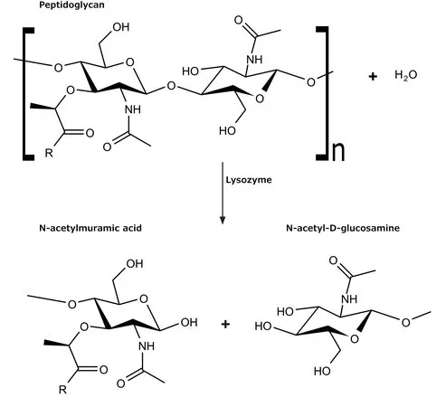 Sigma-Aldrich 溶壁微球菌 ATCC 4698，适用于溶菌酶、冻干细胞测定的底物
