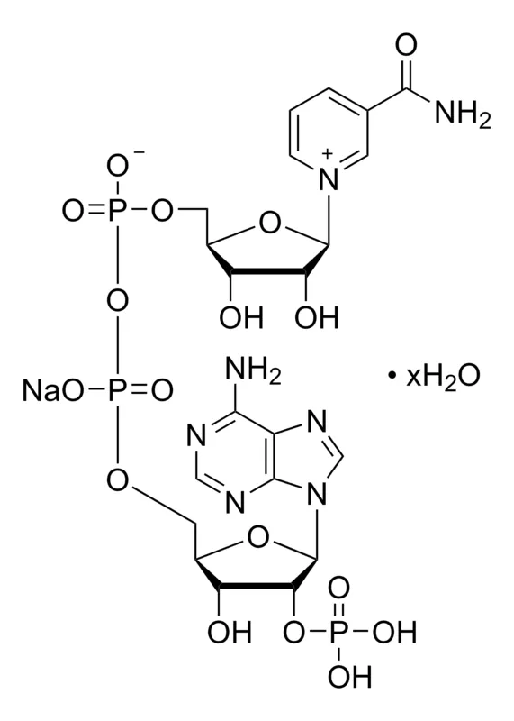 Sigma-Aldrich β-烟酰胺腺嘌呤二核苷酸磷酸 水合物,粉末