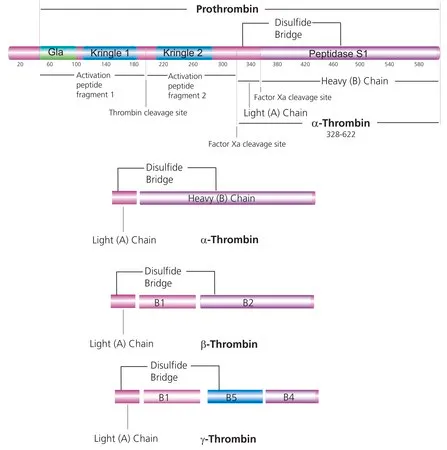 Sigma-Aldrich Thrombin 来源于人类血浆,冻干粉,≥2,000 NIH单位/mg蛋白(E1%/280,18.3)