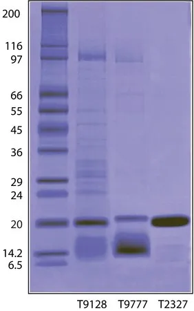 Sigma-Aldrich 胰蛋白酶抑制剂 来源于大豆,冻干粉,≥95%(Kunitz抑制剂,SDS-PAGE)