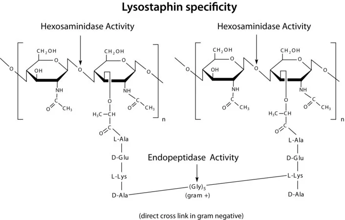 Sigma-Aldrich 溶葡球菌酶 来源于溶葡萄球菌，适用于生产诊断试剂盒和试剂。冻干粉