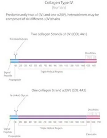 Sigma-Aldrich 胶原蛋白 来源于人类胎盘，来自人胎盘，液体，高性能