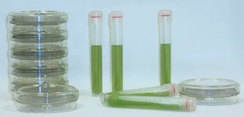 Sigma-Aldrich Swabs and SwabChecks,酵母菌和霉菌拭子套件