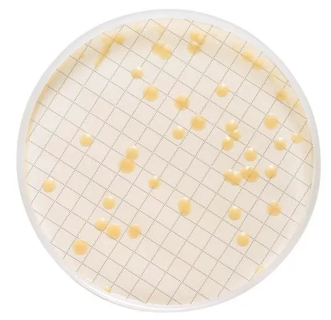 默克密理博 Milliflex®预填充培养基板，胰蛋白酶大豆琼脂，聚山梨醇酯80，LIFE，用于异养菌，48包，适用于生物负载试验