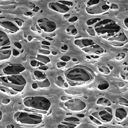 默克密理博 Millipore Express PLUS滤膜，Millipore Express®，过滤器直径47 mm，亲水