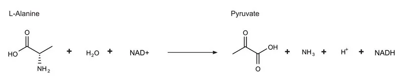 Sigma-Aldrich L-Alanine Dehydrogenase from Bacillus subtilis,甘油缓冲水溶液,约30单位/mg蛋白(Lowry)
