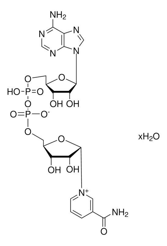 Sigma-Aldrich β-烟酰胺腺嘌呤二核苷酸，20 mg包装（每瓶）