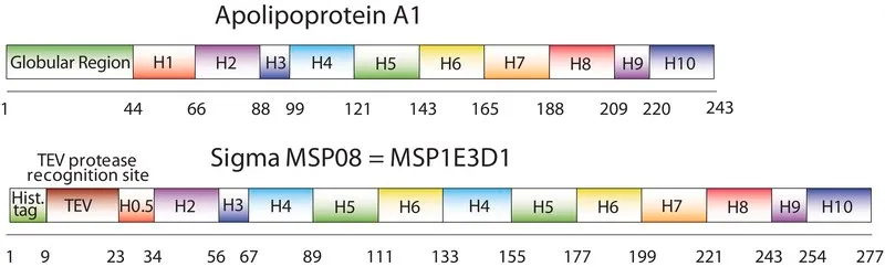 Sigma-Aldrich 膜支架蛋白 1E3D1,重组体,在大肠杆菌中表达,缓冲水溶液