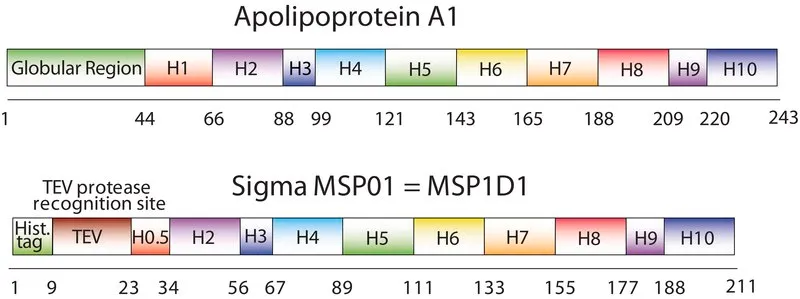 Sigma-Aldrich 膜支架蛋白 1D1，重组体，在大肠杆菌中表达，缓冲水溶液