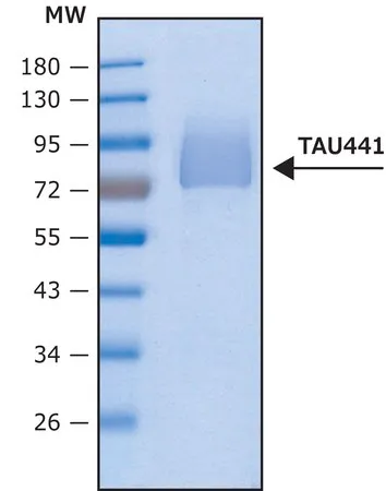 Sigma-Aldrich Tau-441 人，重组体，冻干粉，在HEK 293细胞中表达，≥95%（SDS-PAGE）